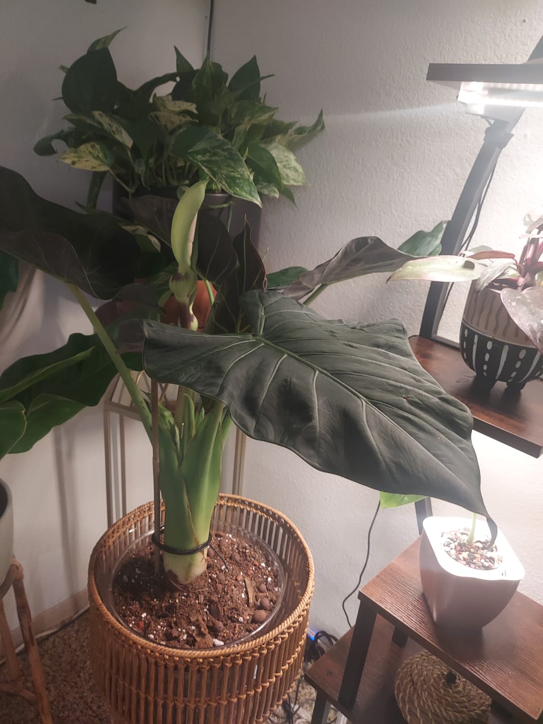 Customer photo review of Alocasia Regal Shields, Elephant Ears Live Tropical Plant