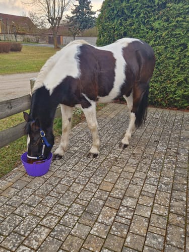 Customer photo review of Strotonin Horse Support