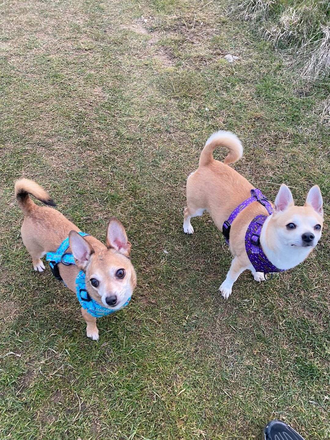 Customer photo review of Little dog syndrome harness