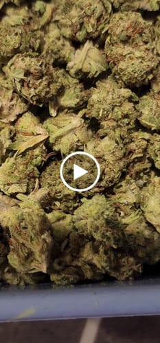 Customer video review of Skywalker OG - 28 Grams - Minis (Indica)