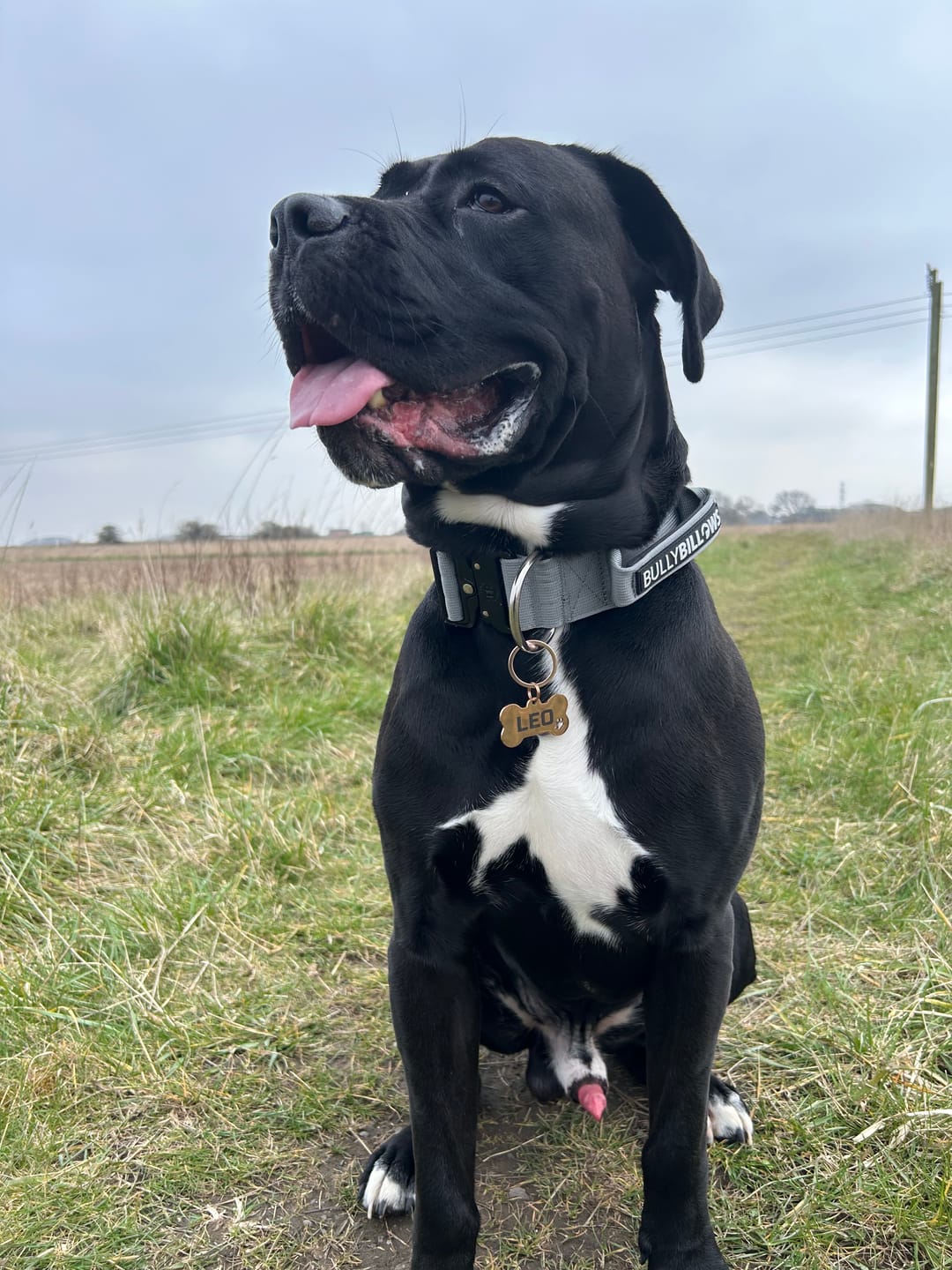 Customer photo review of 5cm Combat® Collar | With Handle & Secure Clip - Metal Grey