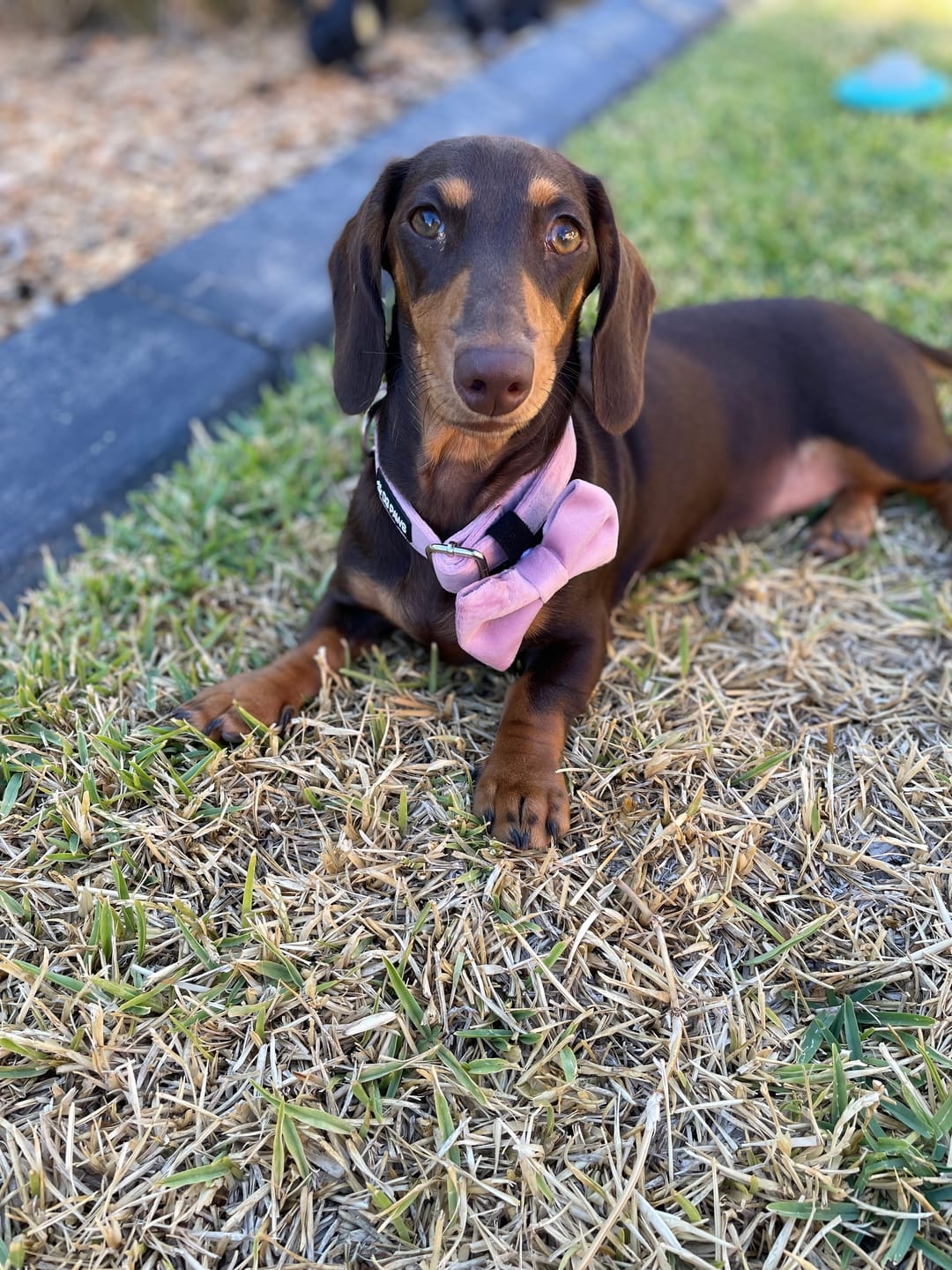Customer photo review of Pink Velvet Bow Tie