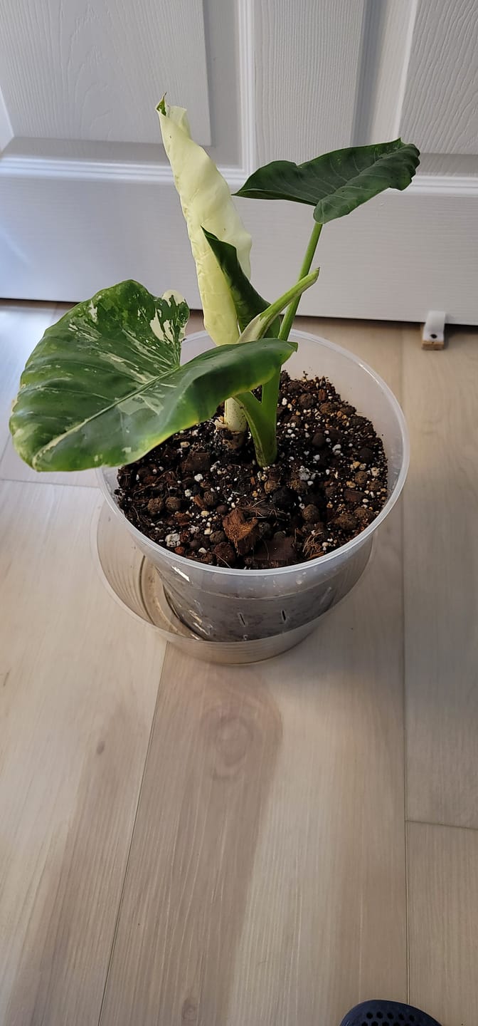 Customer photo review of Alocasia Macrorrhiza Variegata, Collectors Rare And Exotic.