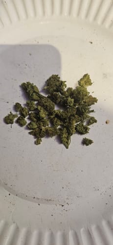 Customer photo review of Durban Poison Smalls