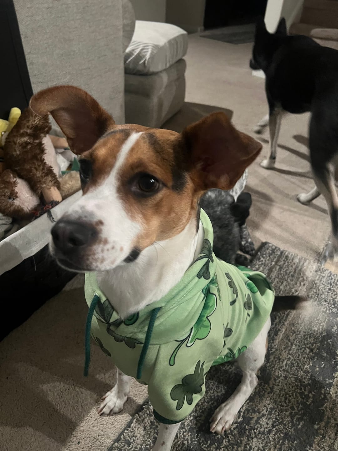 Customer photo review of St. Paddy's Human Hoodies (Limited Edition)
