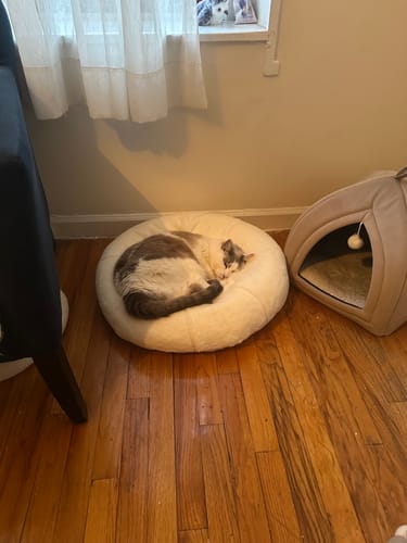 Customer photo review of Sourdough Pudding Bed