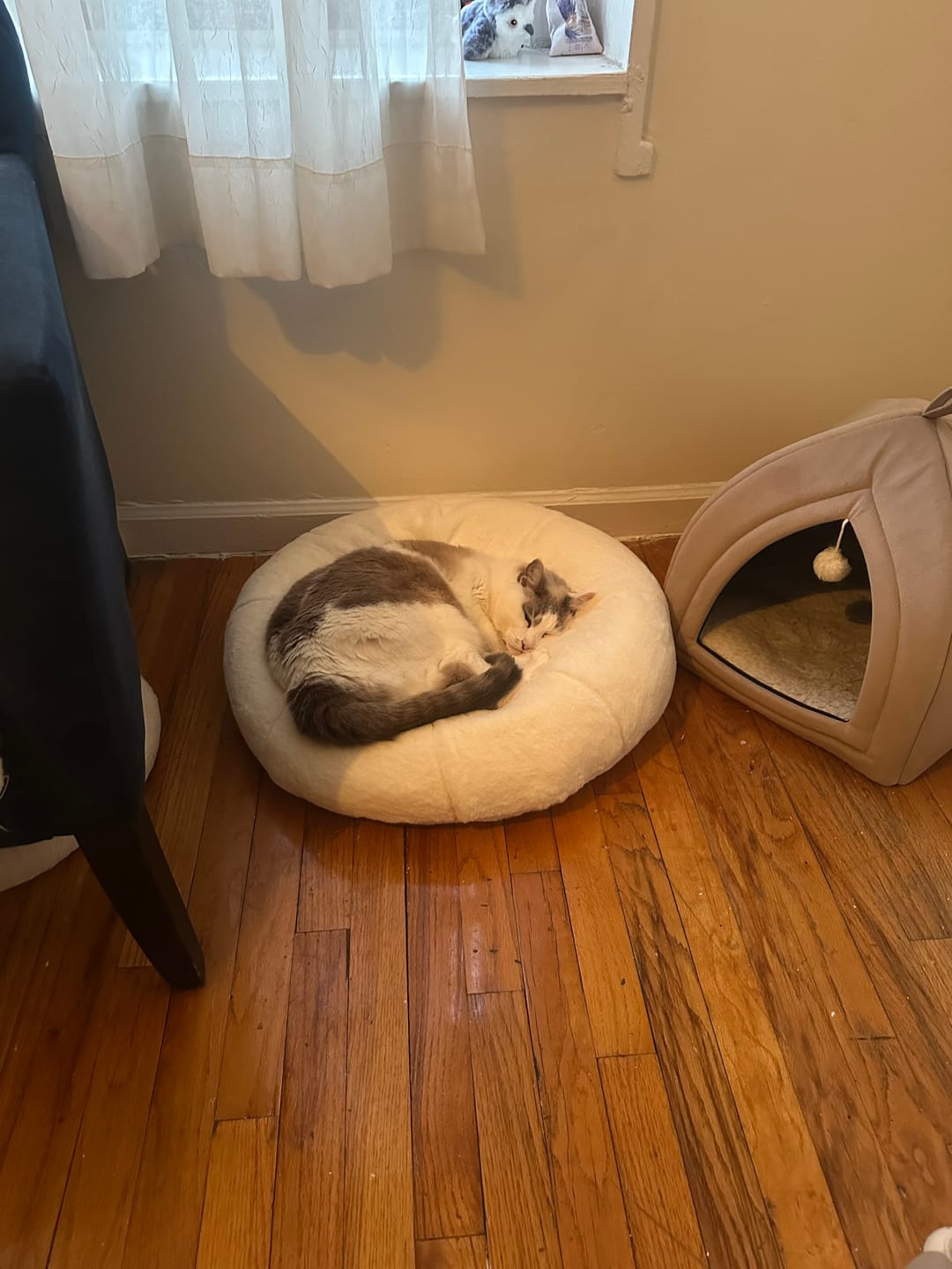 Customer photo review of Sourdough Pudding Bed