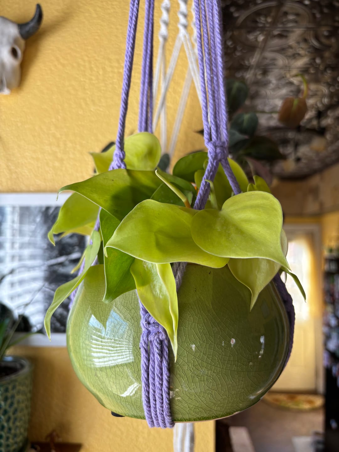 Customer photo review of Philodendron hederaceum 'Lemon Lime'