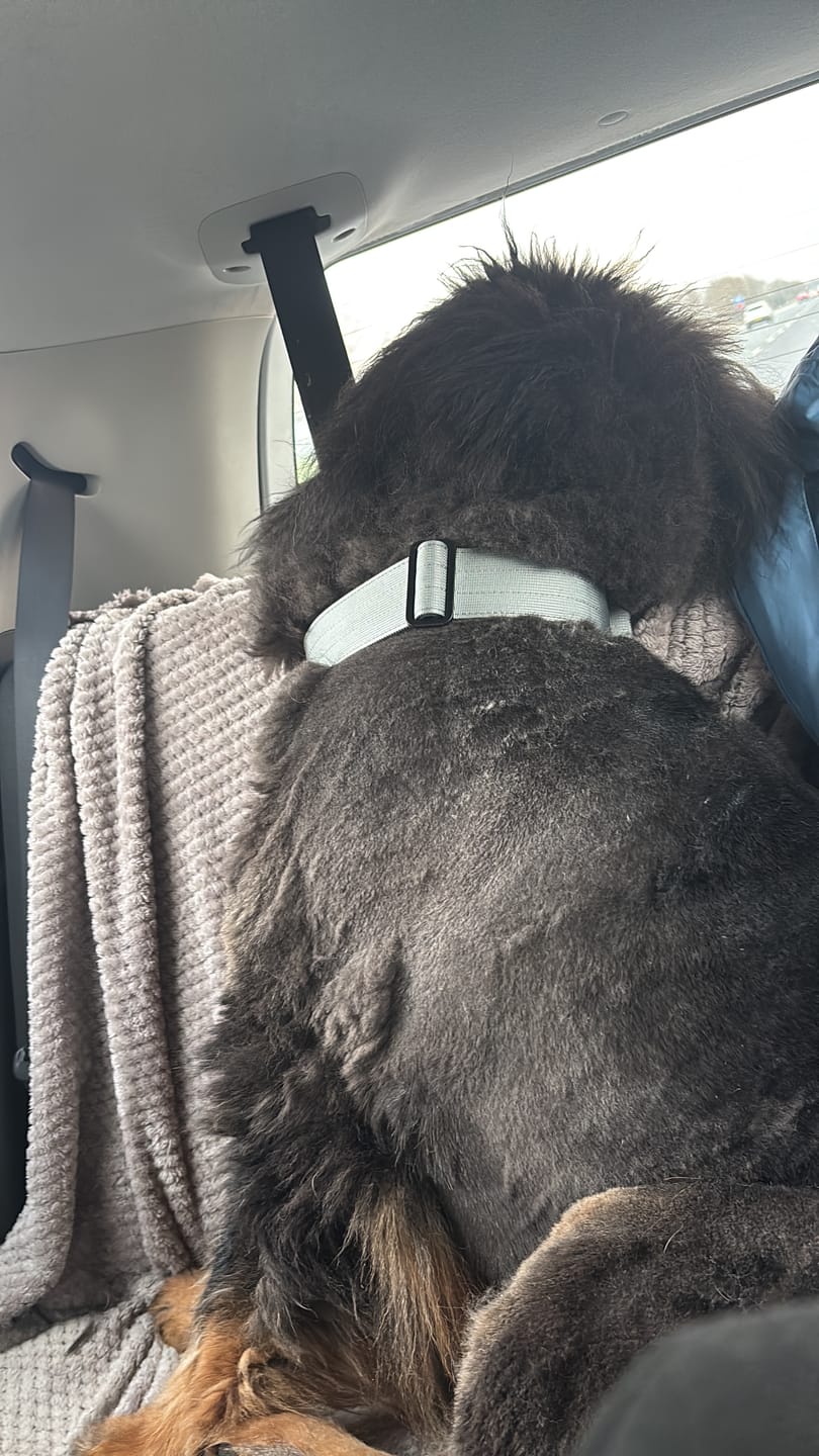 Customer photo review of 5cm Combat® Collar | With Handle & Secure Clip - Metal Grey