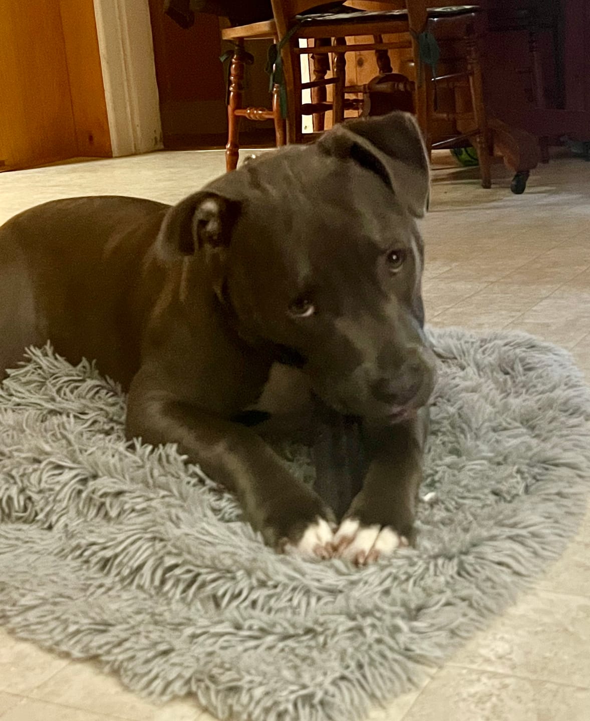 Customer photo review of Mint Himalayan Yak Chew (MEDIUM)