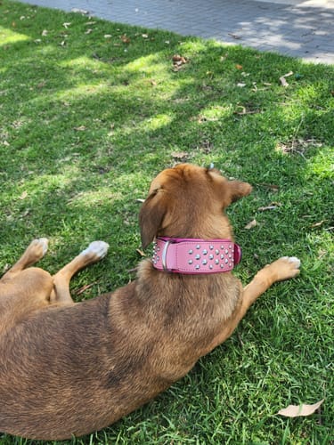 Customer photo review of Hand Made Leather Dog Collar - RuffNeck Pink & Chrome (Wide Fit)