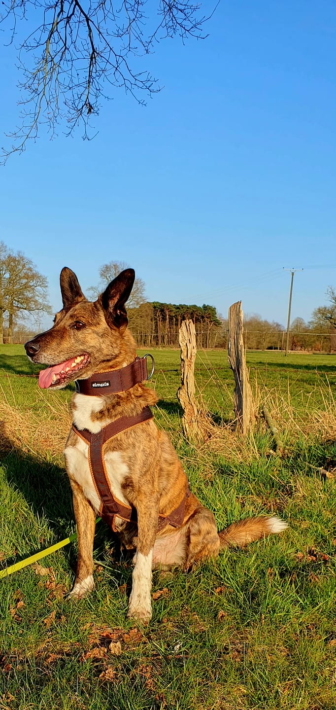 Customer photo review of Windhundgeschirr PRO "Toffee"