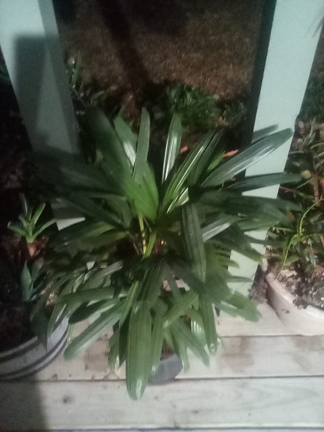 Customer photo review of Lady Palm, Rhapis Excelsa, Indoor Queen Palm