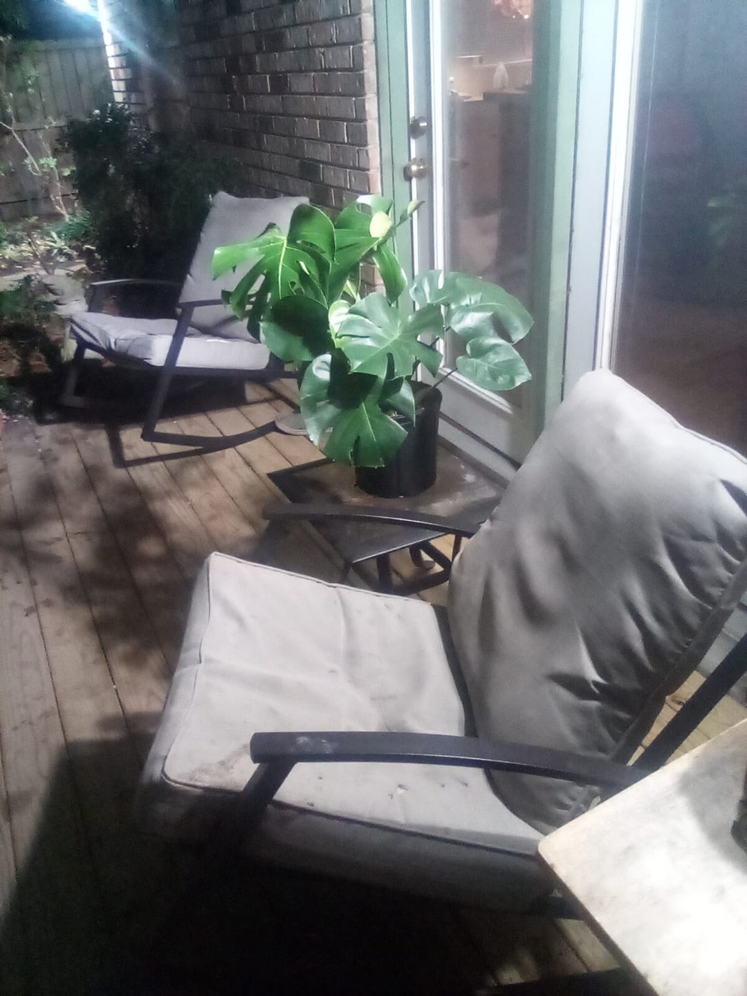 Customer photo review of Monstera Deliciosa, Swiss Cheese
