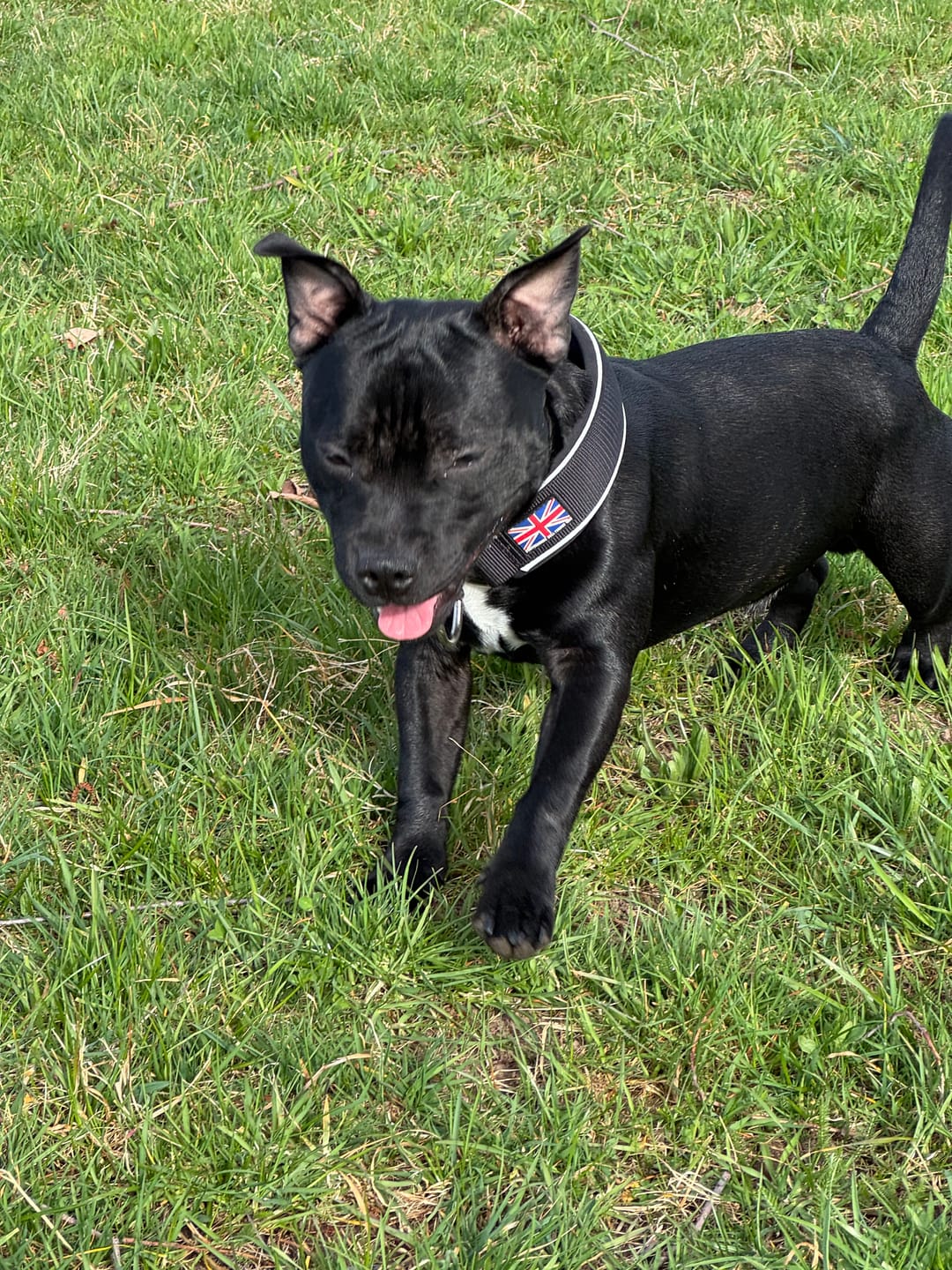 Customer photo review of Staffordshire Bull Terrier 1935® Nylon Leash - Black - Normal