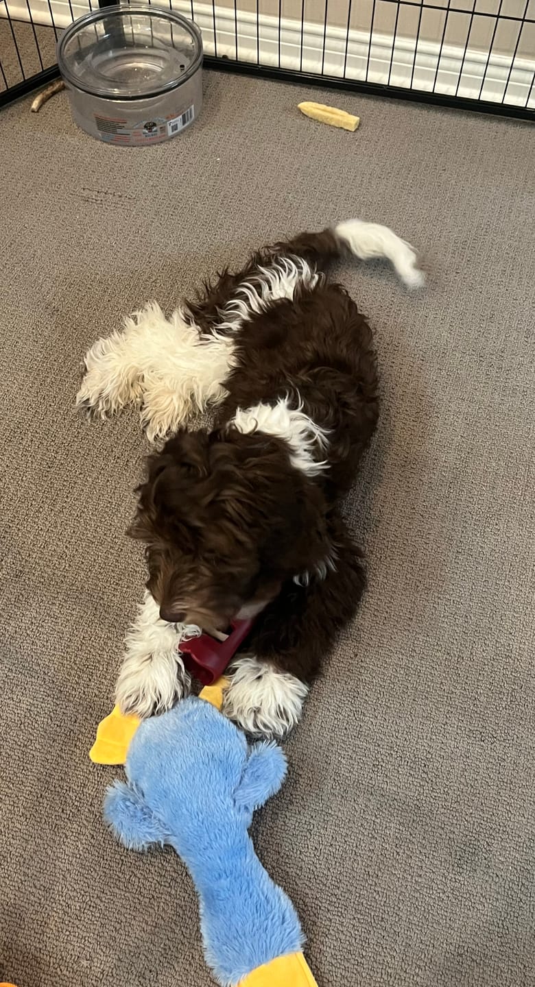 Customer photo review of Bully Stick Safety Holder