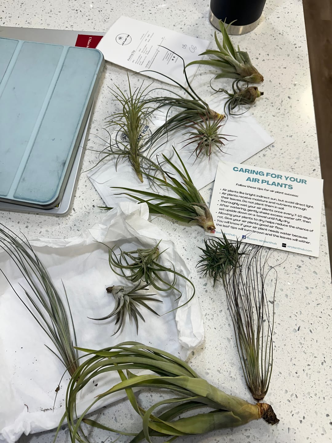 Customer photo review of B Quality Greenhouse Mix 10 Plant Pack