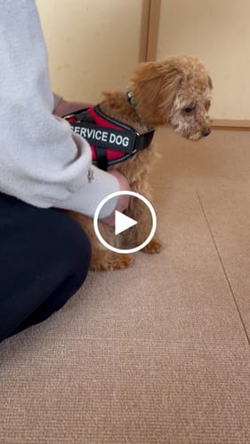 Customer video review of FunFunPet 高機能ハーネス（お名前タグ作成サービス付き）