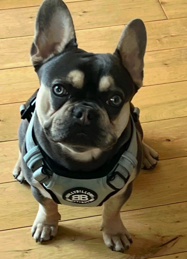Customer photo review of Harness Seat Belt Safety Strap