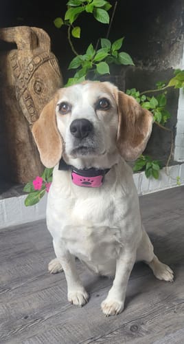 Customer photo review of Collier Anti Aboiement PuppySafe