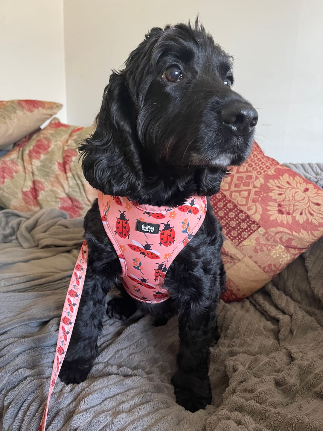 Customer photo review of Adjustable Dog Harness - Snug As A Lady Bug