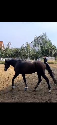 Customer photo review of Strotonin Horse Support