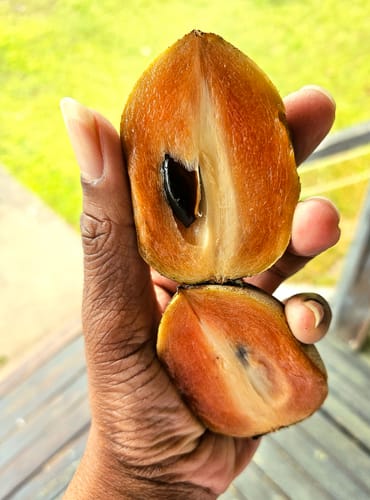 Customer photo review of Sapodilla (Nispero/Naseberry)
