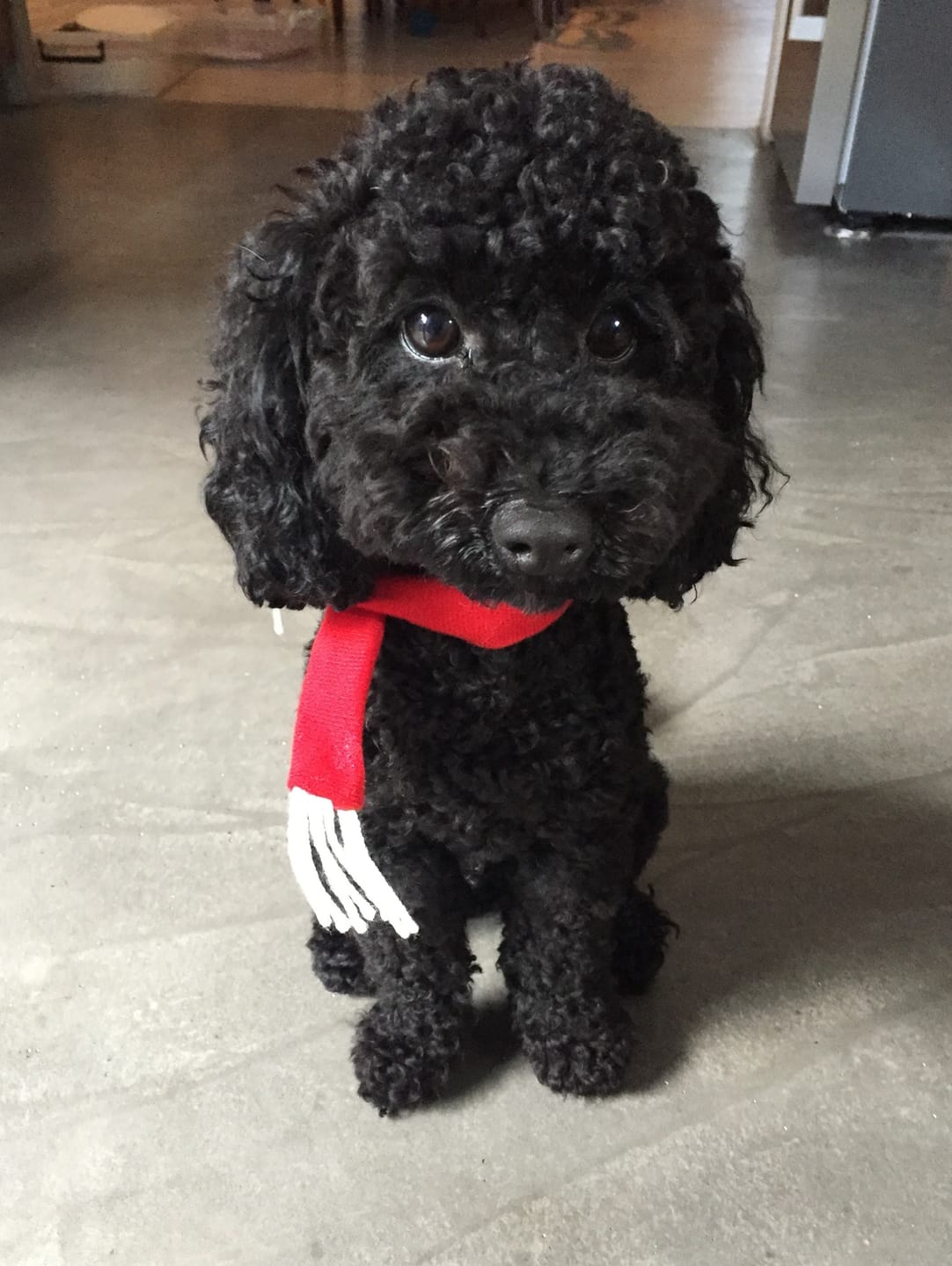 Customer photo review of Primal Raw Green Tripe | Immune & Digestive Health Dogs & Cats