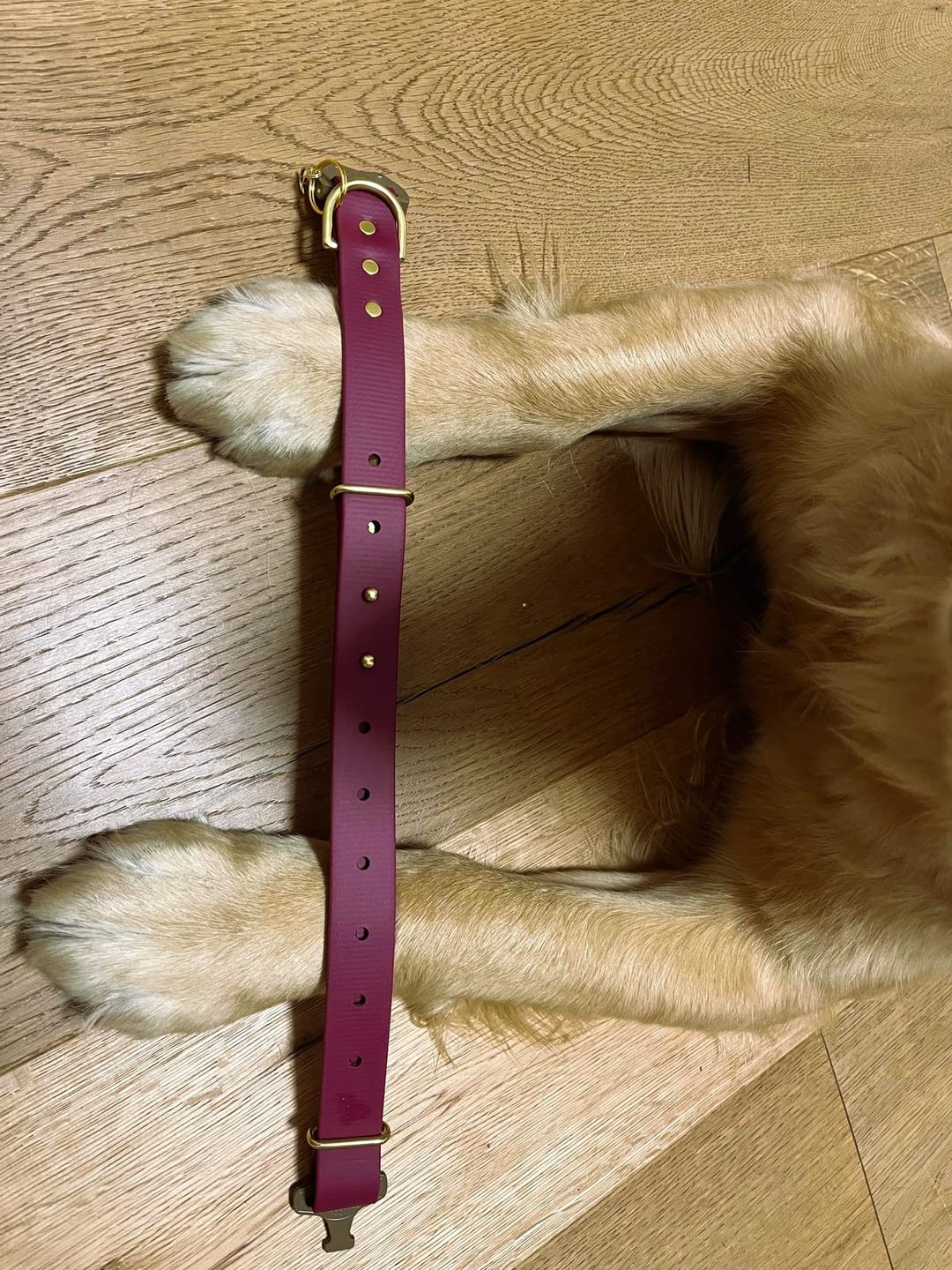 Customer photo review of Adjustable Biothane Quick Release Dog Collar