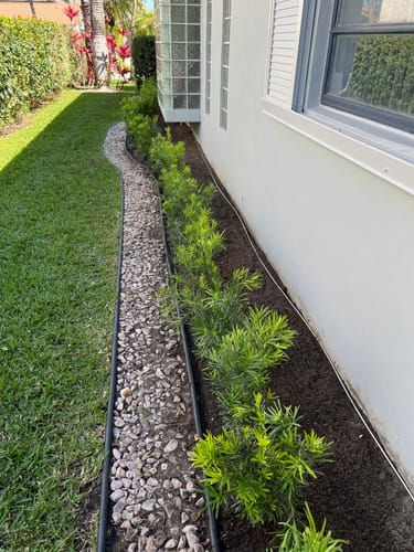 Customer photo review of Podocarpus