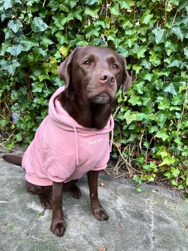 Customer photo review of Essential Dog Hoodie - Dusty Pink
