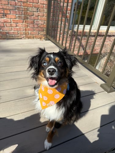 Customer photo review of The Ralph Bandana 3.0
