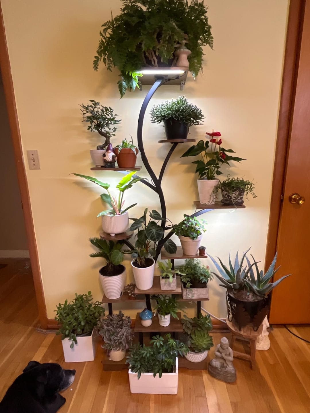 Customer photo review of 63" Indoor Plant Stand with Grow Lights