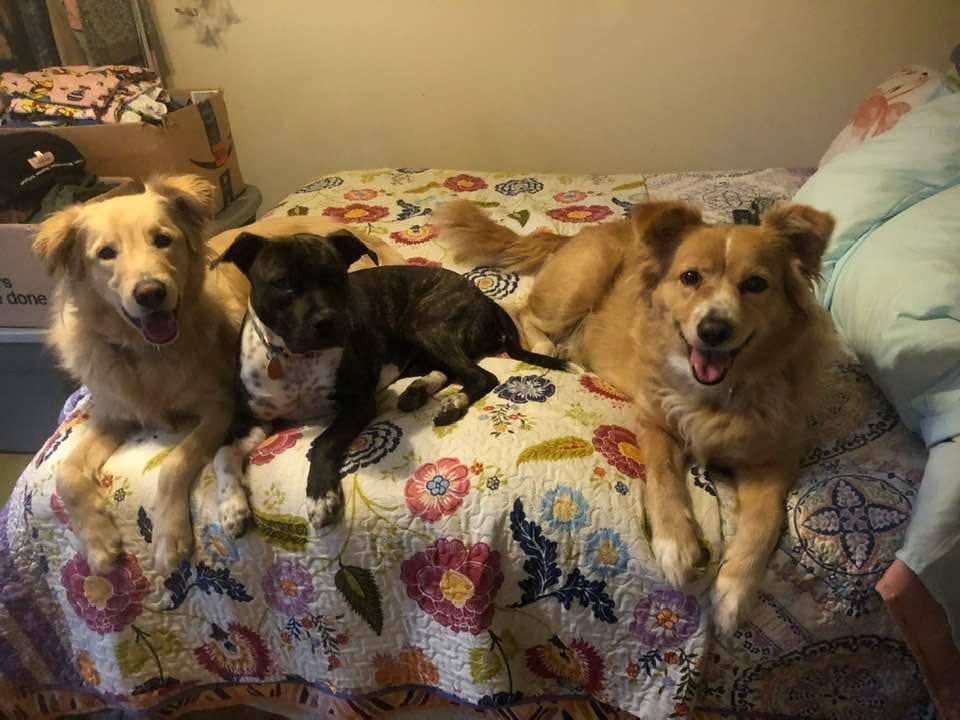 Customer photo review of Wild Alaskan Salmon Oil for Dogs | Omega 3, 6 & 9 | Petsmont Omega Love+