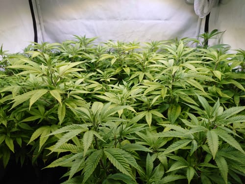 Customer photo review of Hanfstecklinge | Wappa