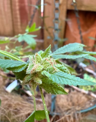 Customer photo review of Acapulco Gold