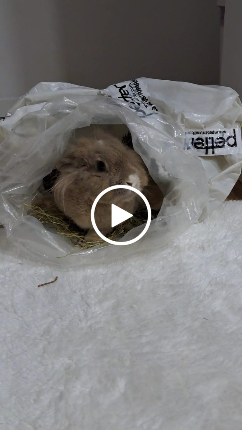 Customer video review of Feno Timóteo by petter® (Mais opções disponiveis)