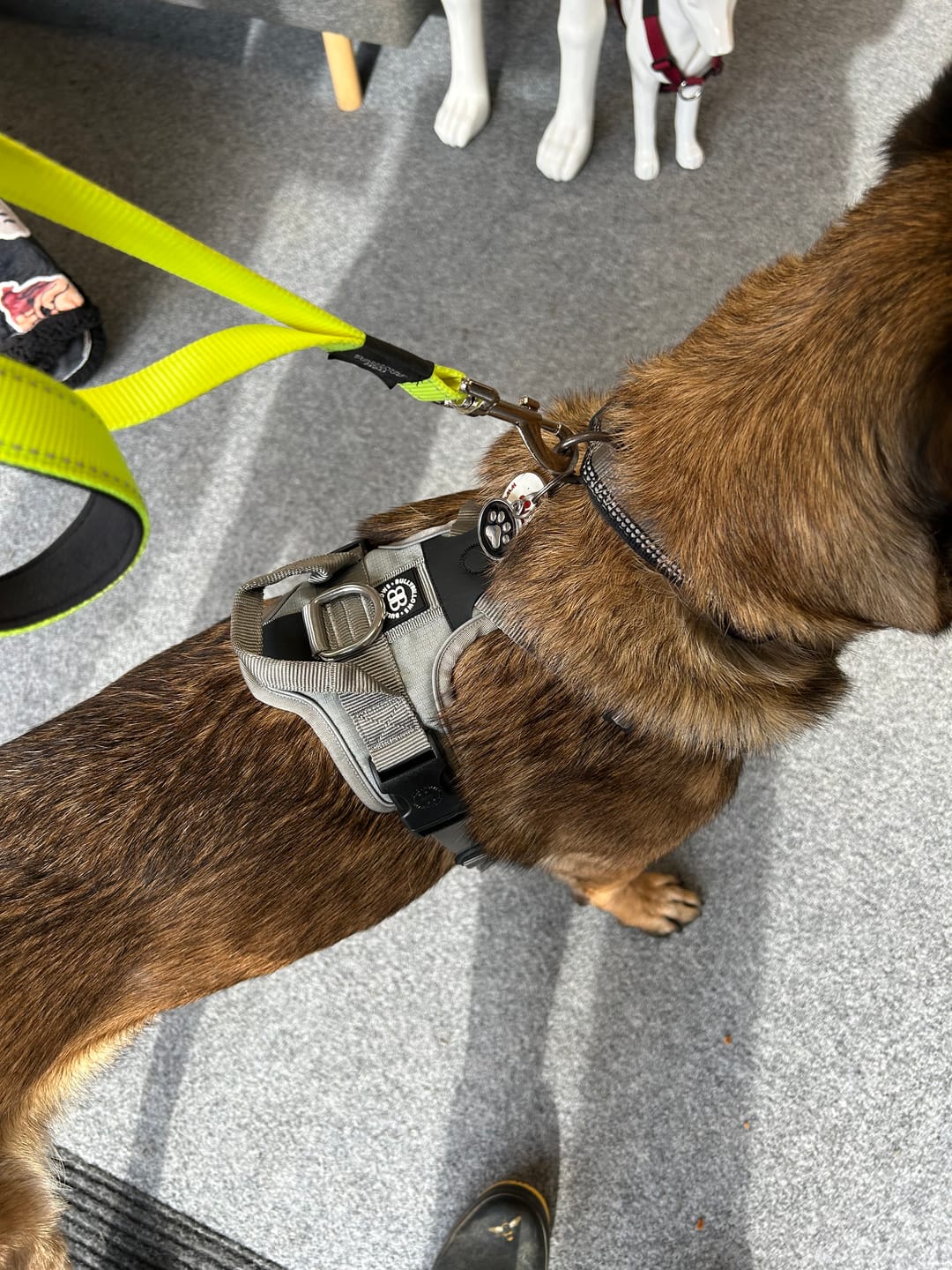 Customer photo review of Anti Pull Hurricane Harness - With Handle - Grey