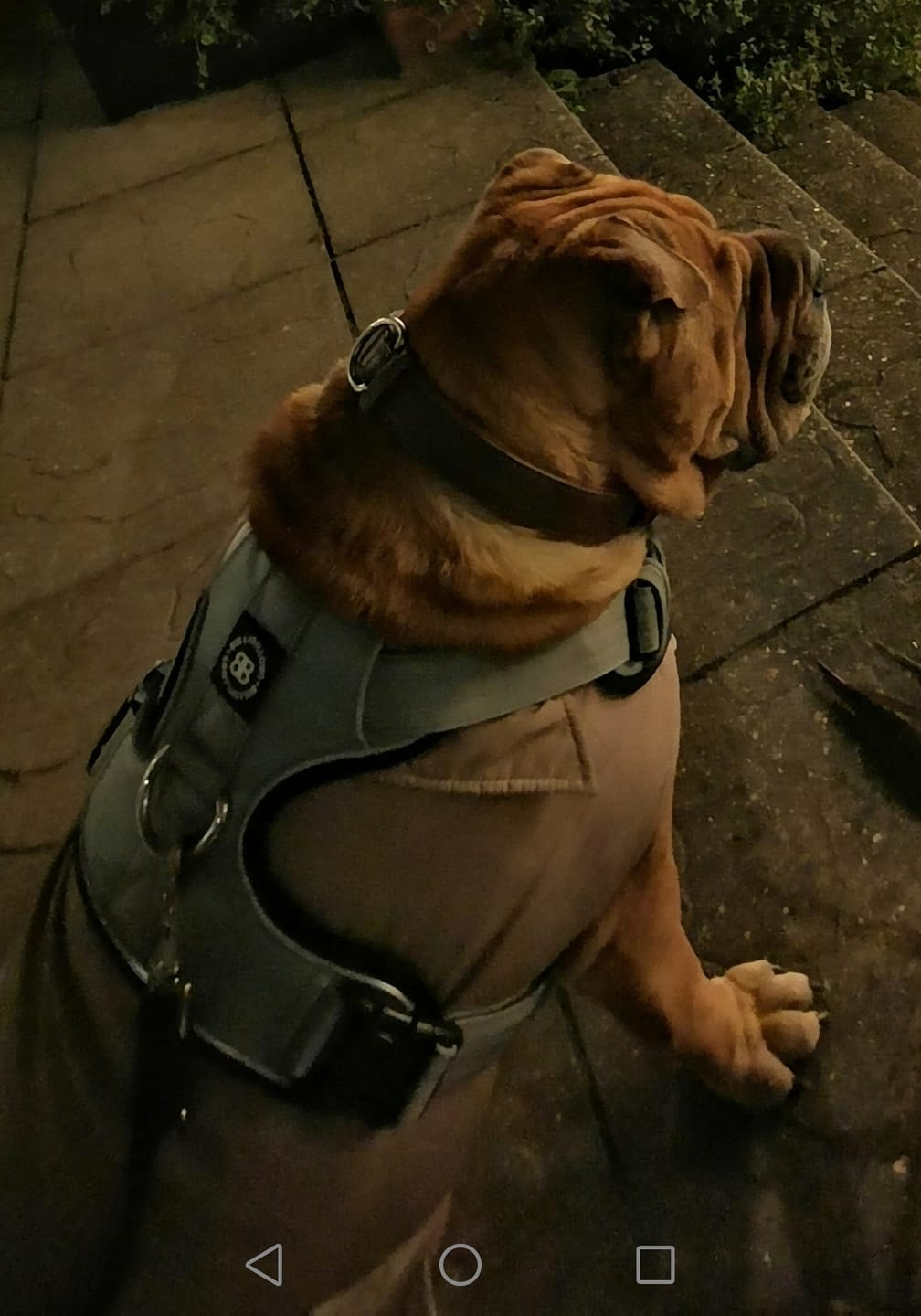 Customer photo review of Comfort Premium Harness | Non Restrictive - Metal Grey
