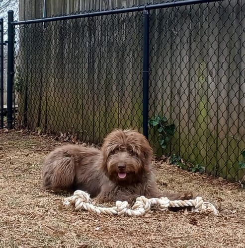 Customer photo review of FIDA Dog Rope Toy