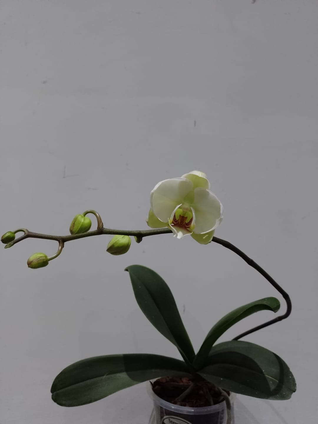Customer photo review of Midnight Orchid