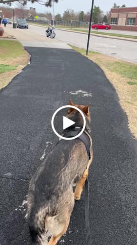 Customer video review of No Pull Bully Proof Harness