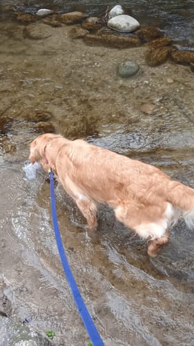 Customer photo review of Midnight - Classic Biothane Dog Leash