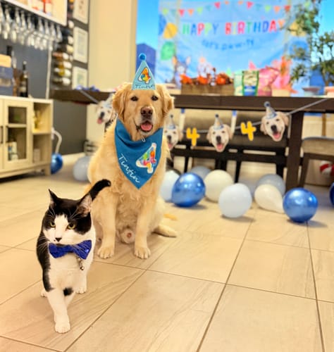 Customer photo review of Personalized Dog Party Pack