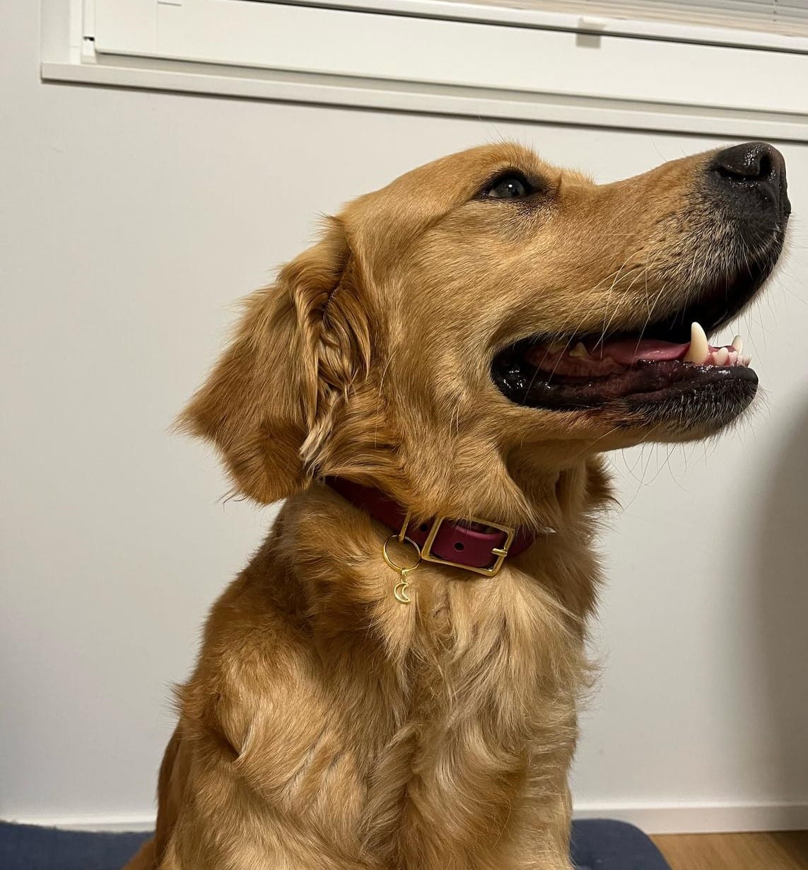 Customer photo review of Biothane Martingale Dog Collar