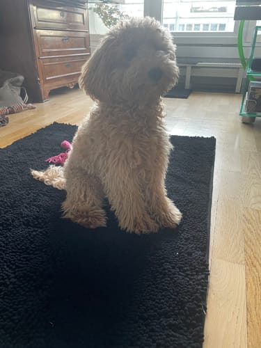 Customer photo review of Premium - CleanyMat