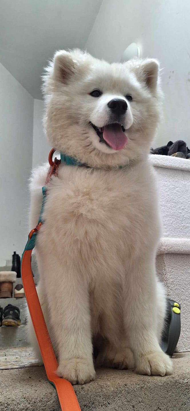 Customer photo review of 4cm LIGHTER Combat® Collar | With Handle Rated Clip - Turquoise & Orange