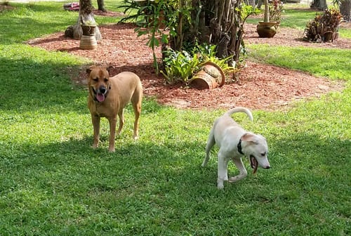 Customer photo review of Freedom Joint Drops