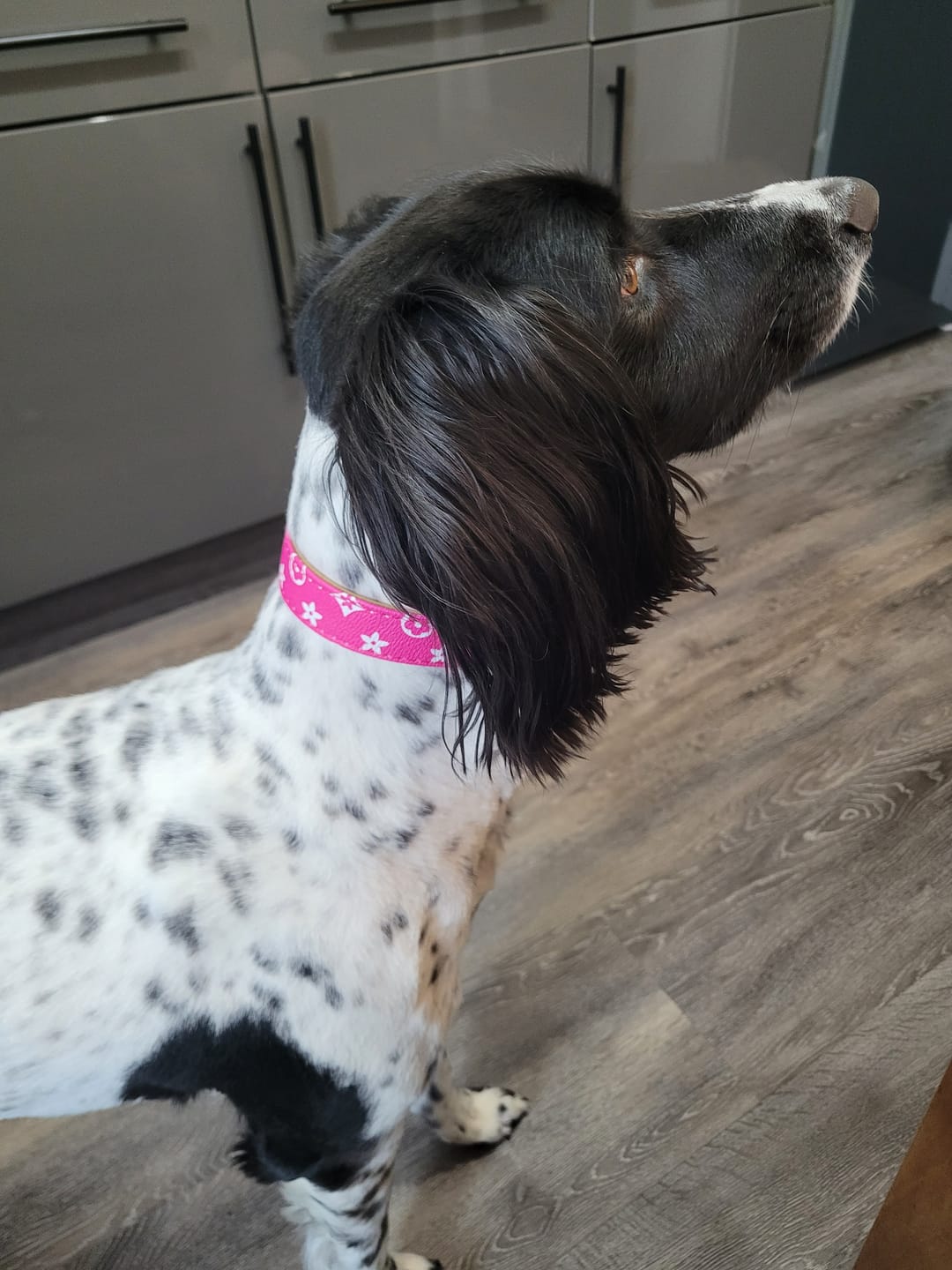 Customer photo review of Premium Vintage Leather Dog Collar