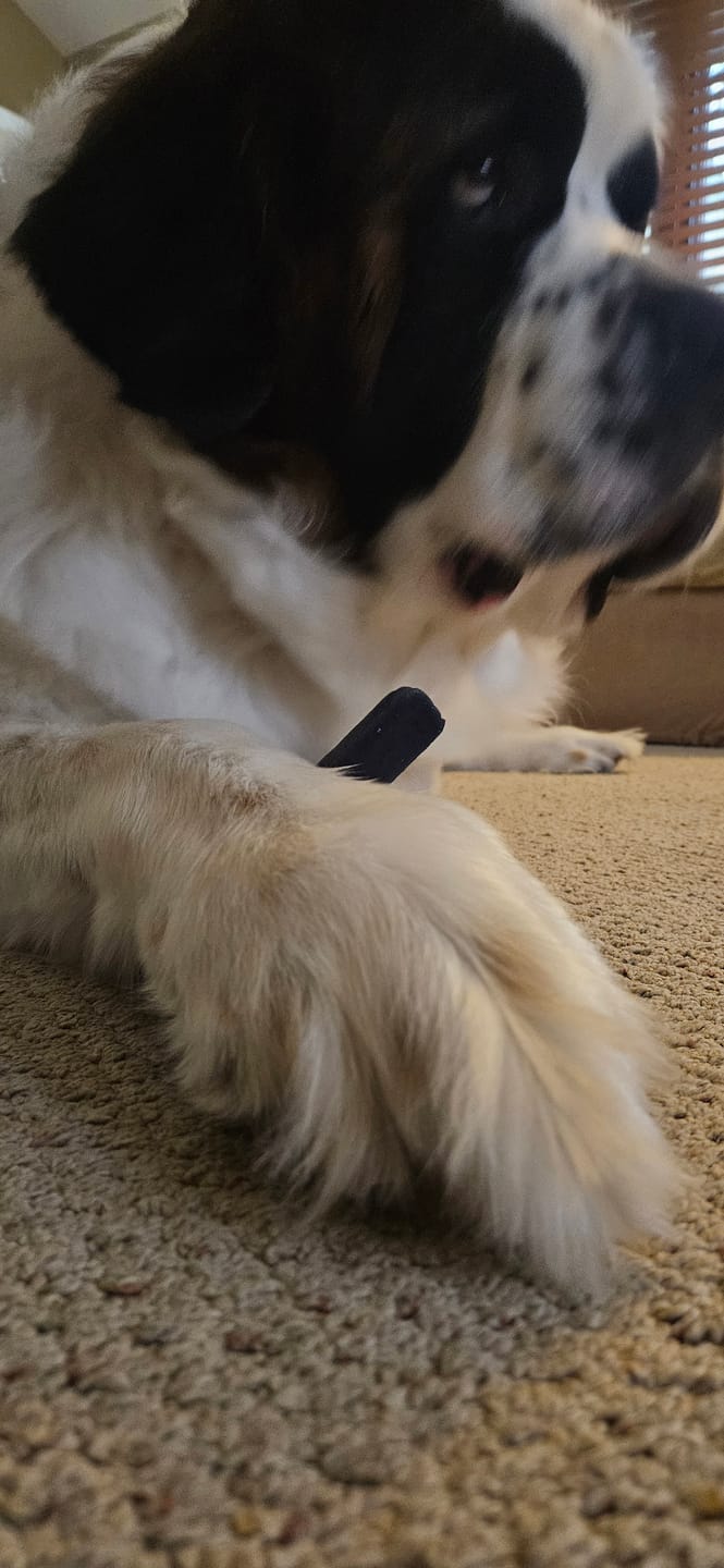 Customer photo review of Blueberry Himalayan Yak Chew (MEDIUM)